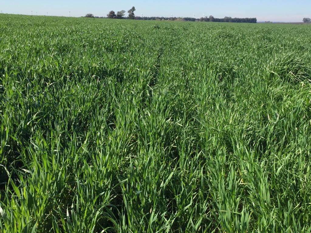 Best Cropping Land In San Jose Uruguay • Terramar Farmlands